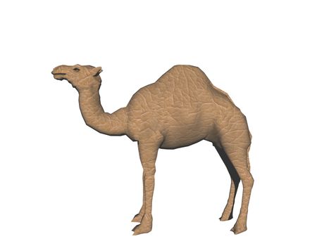 Dromedary with head raised in the desert