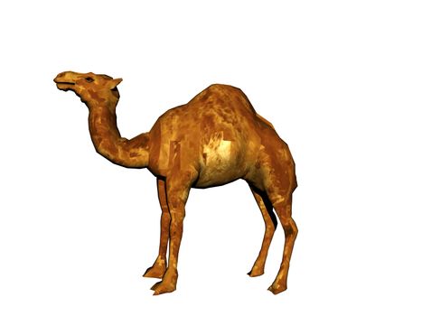 Dromedary with head raised in the desert