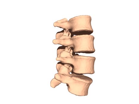 Spine with bones and cartilage