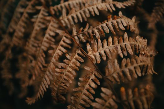 Dark moody background of a autumnal fern with desaturated tones and black shadows with copy space and super texture