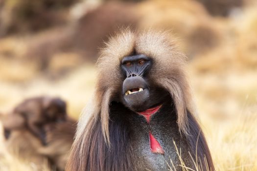endemic monkey Gelada in Simien mountain, Ethiopia