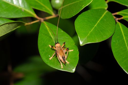Native species of insects in the rainforest