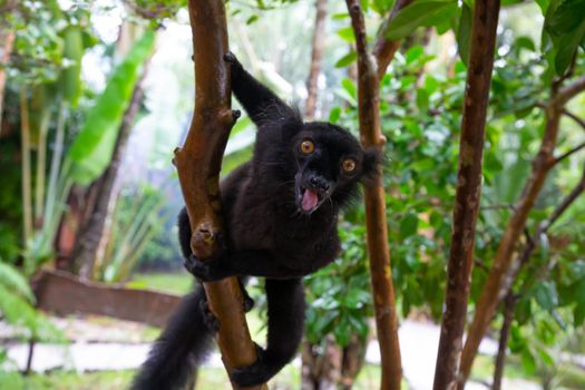 A black lemur on a tree awaiting a banana