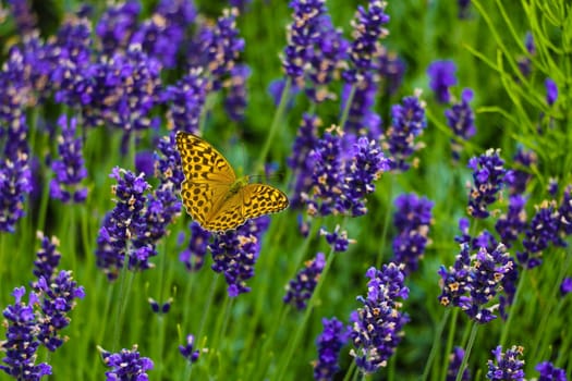 Lavender flowers in field. Pollination with butterfly. Closeup beautiful butterfly sitting on flowers. Copy space. Selective focus.