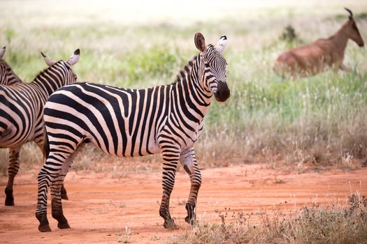 Two zebras stand in the vast landscape of a savannah