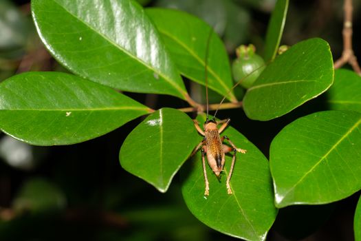Native species of insects in the rainforest