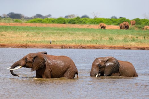 Red elephants bathe in a water hole in the middle of the savanna