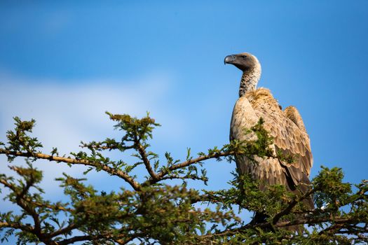 A big bird of prey sits on a branch