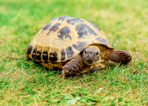 A tortoise on the grass at day