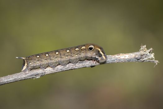Image of brown caterpillar on branch on natural background. Inse