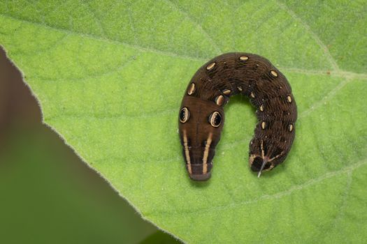 Image of brown caterpillar on green leaf. Brown worm. Insect. An