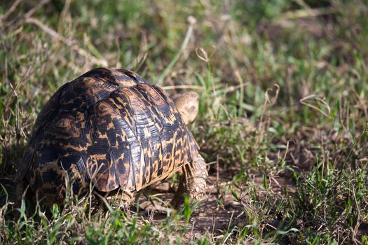 A turtle crawls between the grass in the savannah