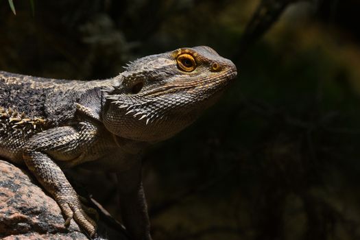 Australian Central bearded dragon profile portrait