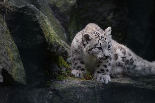 Full length portrait of snow leopard cub on rocks