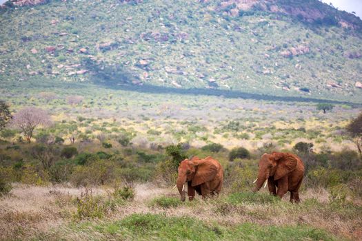 A family of red elephants on their trek through the savanna