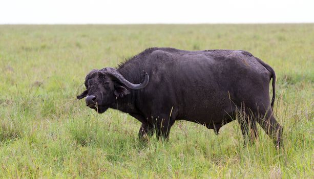 A buffalo is standing in the middle of the meadow in the grass l