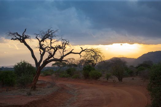 Sundown in the scenery in Kenya, big tree