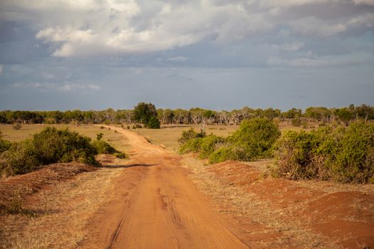 Way through the bushland, scenery of Kenya