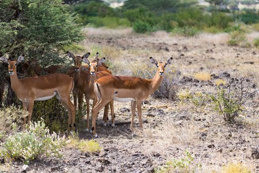 Grant Gazelle grazes in the vastness of the Kenyan savannah