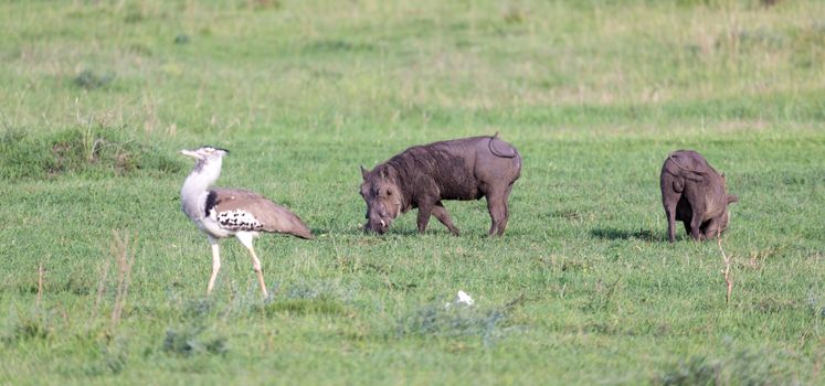 The family of warthogs in the grass of the Kenyan savannah