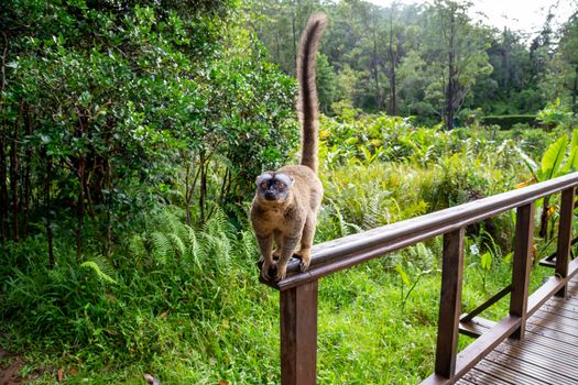 A lemur runs on a handrail from a wooden bridge