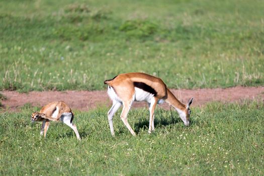 Thomson gazelles in the middle of a grassy landscape in the Keny