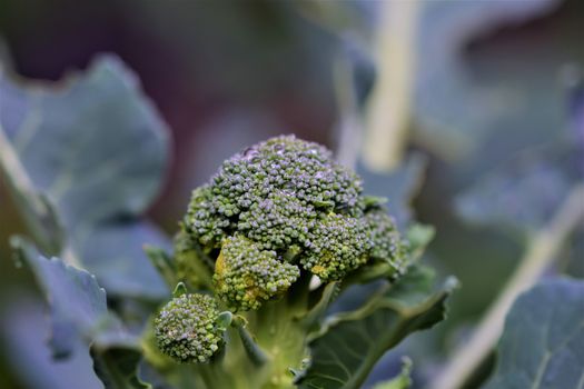 broccoli with waterdrops as a close up