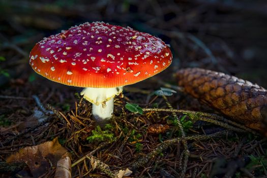 Amanita muscaria toadstool fungus mushroom in colourful autumn forest