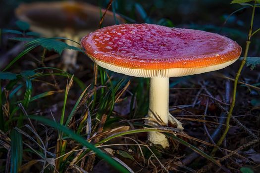 Amanita muscaria toadstool fungus mushroom in colourful autumn forest