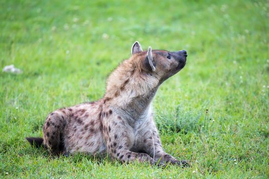 A hyena is lying in the grass in the savannah in Kenya