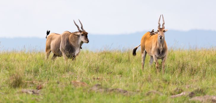 Elend antilope in the Kenyan savanna between the different plant