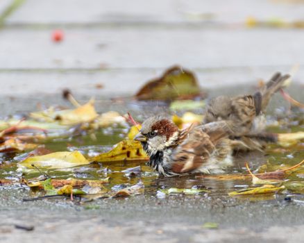 Sparrows bathe in an autumn puddle