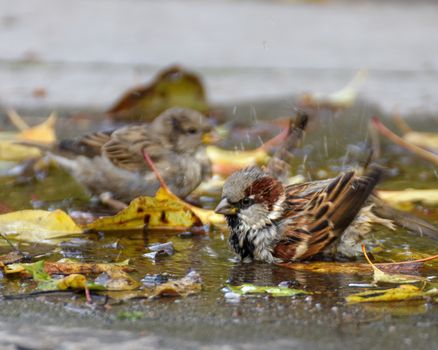 Sparrows bathe in an autumn puddle