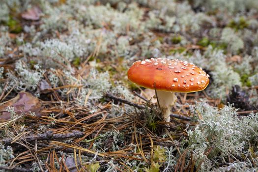 Fly agaric or Amanita muscaria on grey moss. A toxic inedible toadstool mushroom in wild forest nature
