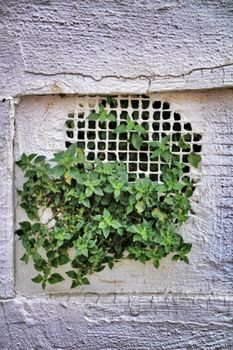Green plant coming out of sewer