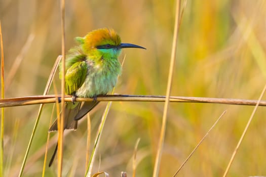 Green Bee-eater, Royal Bardia National Park, Nepal