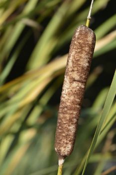 Narow-leaf Cattail