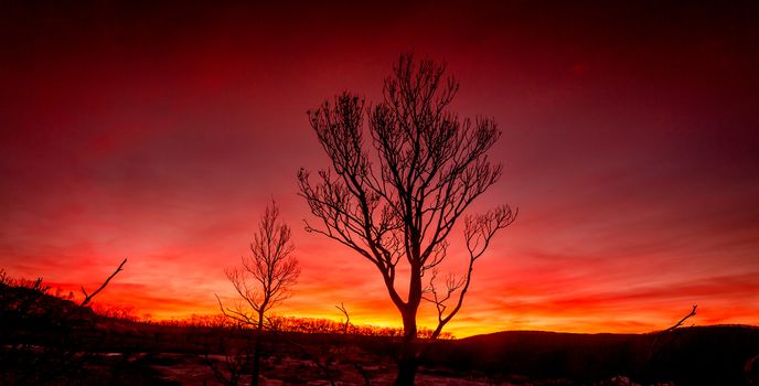 Red sunset on a burnt landscape