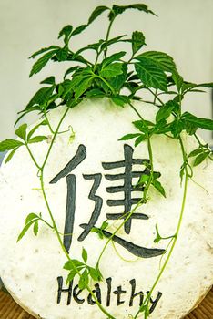Jiaogulan, herb of longevity