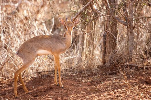 Antelope is standing in the savannah of Kenya, dik-dik