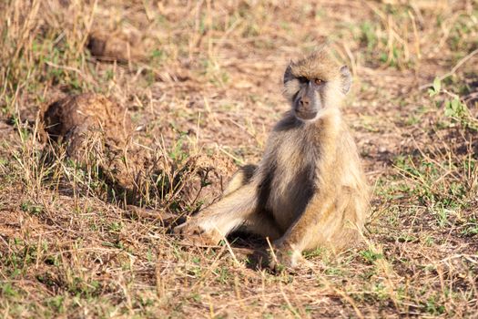 Monkey sitting, scenery of Kenya