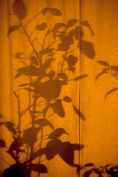 Shilouette of plants on a curtain
