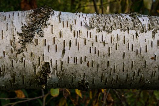 Birch hardwood tree texture background in mixed forest