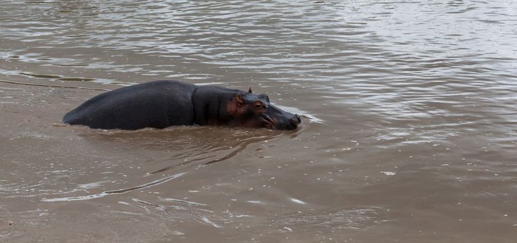 A hippopotamus sits in the water of a lake