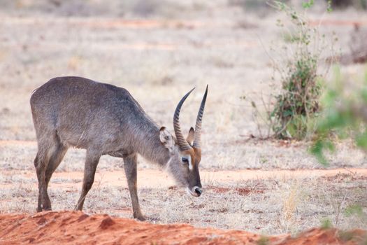 Scenery of Kenya, antelope eating grass