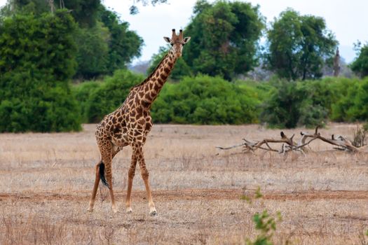 Giraffe in Kenya, on safari