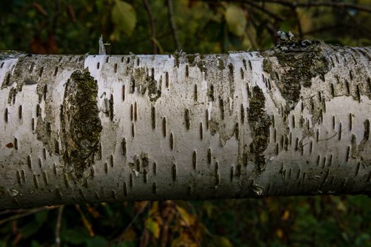 Birch hardwood tree texture background in mixed forest
