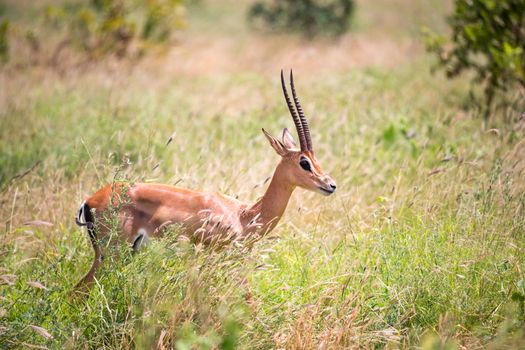 A Grant gazelle walks between tall grass