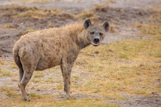 Hyena is watching you, on safari in Kenya