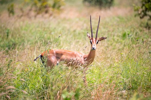 A Grant gazelle walks between tall grass